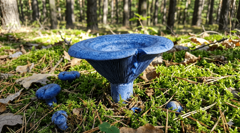 Indigo Milky Cap